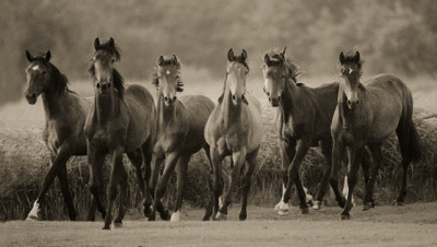 Hoeveler Pferdefutter Pferdemüsli